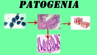 Giardia Lamblia  GIARDIASIS [upl. by Leik706]