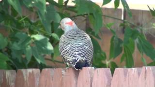 Northern Flicker bird calls in Edmonton backyard [upl. by Ahsienot440]