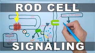 Rod Cell Signaling [upl. by Colpin]