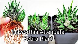 Haworthia Attenuata Zebra Plant Propagation  Subtitles Available [upl. by Hines]