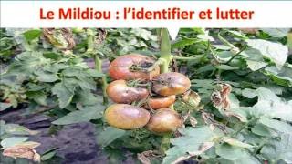 🌿 Comment Identifier et Traiter le Mildiou  Astuces et Solutions Efficaces 🌱 [upl. by Alic]