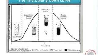 Bacterial Growth Curve and Calculations [upl. by Dralliw787]