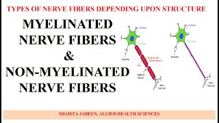 Myelinated and Non Myelinated Nerve Fibers  Types of Nerve Fibers Depending Upon Structure [upl. by Halford]