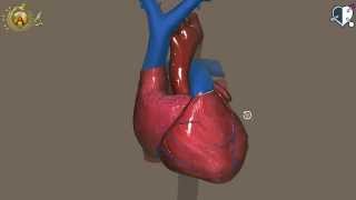 Coronary circulation  an Osmosis Preview [upl. by Hamner]