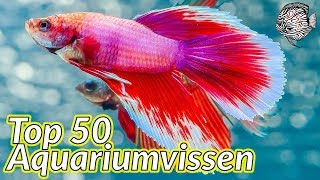 Top 50 AQUARIUMVISSEN voor een TROPISCH AQUARIUM  Aquarium Sunshine Valley [upl. by Schonthal879]