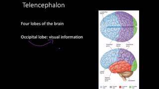 Telencephalon Limbic system and basal ganglia [upl. by Drew]