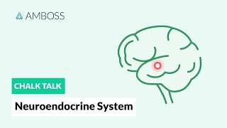 The Neuroendocrine System Regulatory Processes [upl. by Kelli]