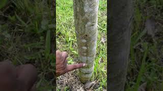 Agarwood Aquilaria malaccensis cultivation in Bangladesh [upl. by Krasner]