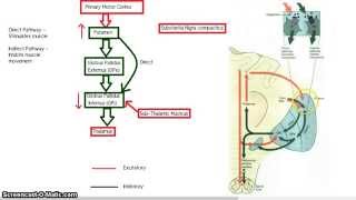 The Basal Ganglia  Direct and Indirect Pathway [upl. by Noyk]