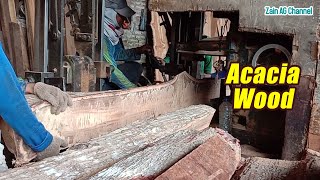 Sawmill Acacia Mangium [upl. by Gahl729]