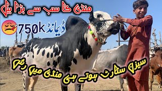 gondal mandi today latest update 2024 ll fateh jangi bulls rate Qurbani 2024 ll Jamil tv ll [upl. by Bishop]