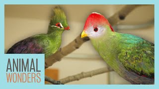 Our Turacos New Homes Training and More [upl. by Dahs880]