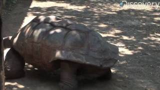 Aldabra Giant Tortoise [upl. by Kari]