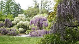 The Art of Wisteria [upl. by Elisabet586]