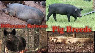 What Is The Different Types Of Pigs [upl. by Carlstrom]