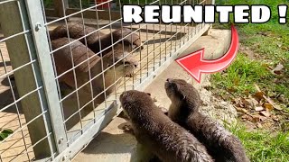 BABY OTTERS REUNITED WITH PARENTS  WHAT HAPPENS [upl. by Schatz506]