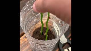 How To Grow Orchids From Stem Cuttings [upl. by Akcire]