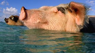 These Swimming Pigs Live a Cushy Lifestyle in the Bahamas [upl. by Kennard]