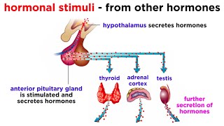 The Endocrine System [upl. by Arnold]