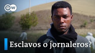 ¿Esclavitud en Italia  DW Documental [upl. by Menon994]