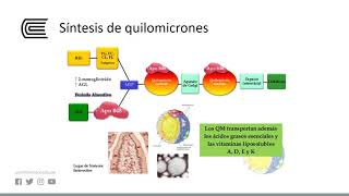 Metabolismo de los lípidos [upl. by Chun]