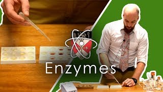 Enzymes  GCSE Science Required Practical [upl. by Crescint720]