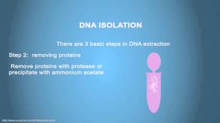 DNA ISOLATION  Simple Animated Tutorial [upl. by Thierry]