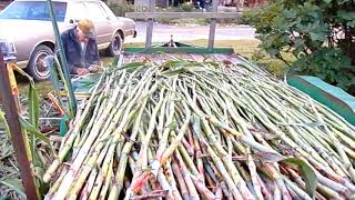 Making Sorghum Molasses From Field to the Jar [upl. by Natal]