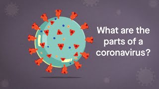 Coronavirus Anatomy Explained Science Simplified [upl. by Airdnahs]