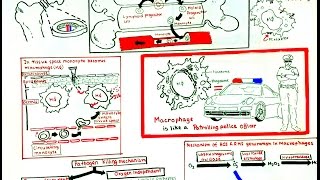 Macrophage and its role in immunity [upl. by Wadsworth]