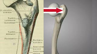 Le fémur en 3d anatomie du membre inférieur [upl. by Egroj]