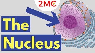 What is the Nucleus  Nucleus Structure and Function [upl. by Nagaek700]