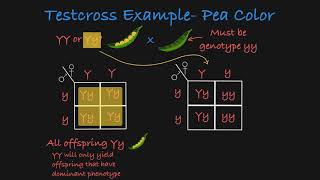 Testcross Explained [upl. by Ecart61]