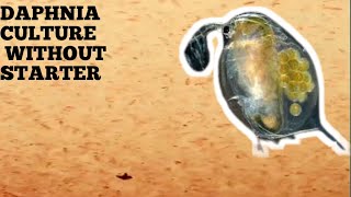 HOW TO CULTURE DAPHNIA NATURALLY WITHOUT A STARTER [upl. by Demmahom]