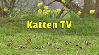 Katten TV  Videos voor katten om vogels te kijken [upl. by Sletten]