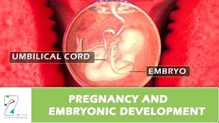 Pregnancy and Embryonic Development [upl. by Ykcaj]