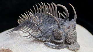 Triumph of the Trilobites [upl. by Stav]