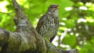 Song Thrush Bird Singing in May [upl. by Hoshi]