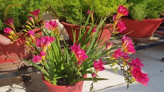 How to grow and care Freesia flowers  How to grow freesia bulbs [upl. by Ifen364]