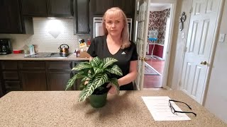 HOW TO TAKE CARE OF A ZEBRA PLANT quotAPHELANDRA SQUARROSAquot [upl. by Nordin]