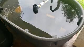 How I Started Raising Tilapia and Catfish  Small Scale Aquaculture [upl. by Eirrehs997]