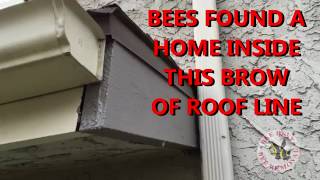 Quick Tips Bees Getting Into House from Cracks in Roof Line [upl. by Naujud113]