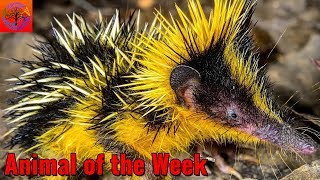 The Streaked Tenrec  Animal of the Week [upl. by Oiluarb588]