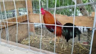 Morning feeding American gamefowl [upl. by Niarbo]