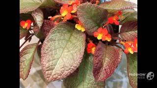 Episcia  garden plants [upl. by Lessirg]