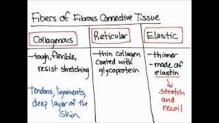 Fibers of Fibrous Connective Tissue [upl. by Orian601]