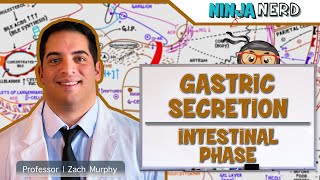 Gastrointestinal  Gastric Secretion The Intestinal Phase [upl. by Mel]