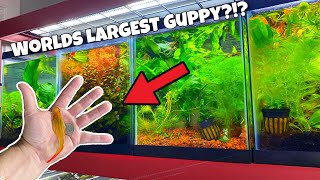 Worlds LARGEST Guppy  Breeding Guppies For Beginners Part 2 Guppy Selection [upl. by Ahsaek]