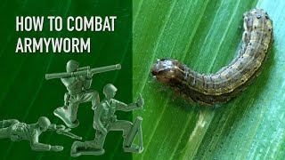 How To Combat Armyworm in Your Lawn [upl. by Lawson]