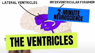 2Minute Neuroscience The Ventricles [upl. by Mariel]